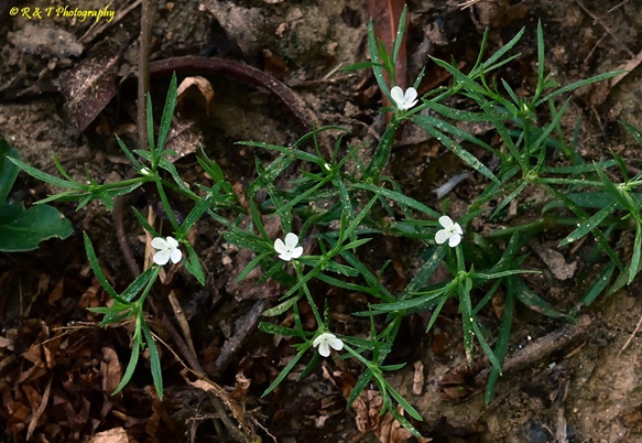 {Polypremum procumbens}